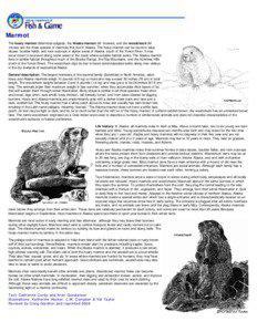 Hoary marmot / Biology / Alaska marmot / Groundhog / Gray wolf / Squirrel / Alarm signal / Vancouver Island marmot / Olympic marmot / Marmots / Zoology / Fauna of the United States