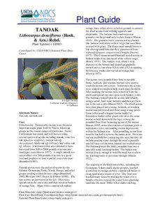 Plant Guide TANOAK Lithocarpus densiflorus (Hook.