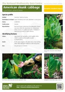 Flora of the United States / Western Skunk Cabbage / Lysichiton / Arum maculatum / Spadix / Arum / Skunk Cabbage / Cabbage / Lysichiton camtschatcensis / Plant taxonomy / Araceae / Botany
