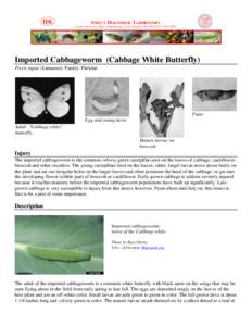 IDL  INSECT DIAGNOSTIC LABORATORY Cornell University, Dept. of Entomology, 2144 Comstock Hall, Ithaca NY[removed]Imported Cabbageworm (Cabbage White Butterfly)