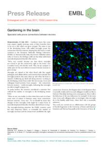 Press Release Embargoed until 21 July 2011, 19:00 London time Gardening in the brain Specialist cells prune connections between neurons
