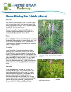 Dense Blazing Star (Liatris spicata) Introduction Fact sheets have been prepared to notify any persons involved with any construction of the Rt. Hon. Herb Gray Parkway of all known plant and animal species at risk that m