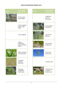 WEEDS OF INGLEWOOD TRIANGLEImage Genus, Species, Common Name