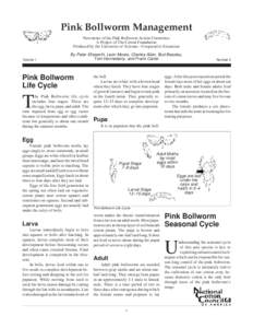 Pink Bollworm Management - Pink Bollworm Life Cycle