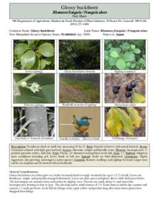 Flora of Morocco / Medicinal plants / Buckthorn / Laxatives / Rhamnus frangula / Rhamnus cathartica / Seed / Frugivore / Rhamnus rubra / Flora / Botany / Biota