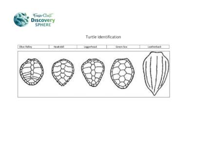 Turtle Identification Olive Ridley Hawksbill  Loggerhead