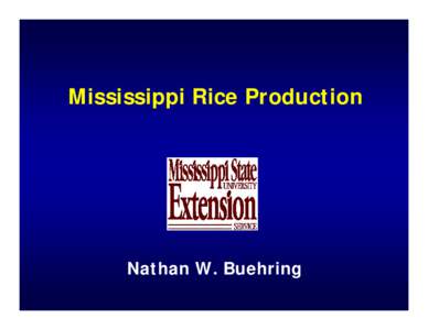 Tropical agriculture / Rice / Cocodrie /  Louisiana / Agriculture
