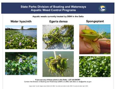 State Parks Division of Boating and Waterways Aquatic Weed Control Programs Aquatic weeds currently treated by DBW in the Delta Water hyacinth