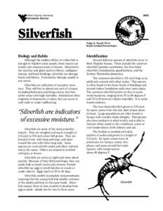 Firebrat / Ctenolepisma lineata / Ctenolepisma / Primitive / Pest / Thysanura / Lepismatidae / Silverfish