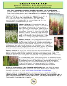Imperata / Sorghastrum nutans / Schizachyrium scoparium / Andropogon gerardii / Bluestem grass / Andropogon / Panicum virgatum / Flora / Biota / Panicoideae