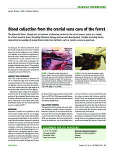 CLINICAL TECHNIQUES Cyndi Brown, DVM, Column Editor Blood collection from the cranial vena cava of the ferret The domestic ferret, though not as common a laboratory animal as the rat or mouse, serves as a model in critic