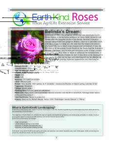 Belinda’s Dream:  Introduced in 1992, this gorgeous shrub rose was developed by Dr. Robert Basye, a mathematics professor at Texas A&M University and named after the daughter of one of his friends. Belinda’s Dream is