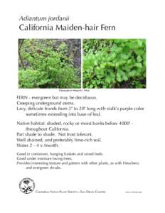 Adiantum jordanii  California Maiden-hair Fern Photographs by Margaret L. Fillius