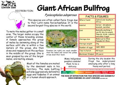 LINTON ZOO  DISTRIBUTION Giant African Bullfrog Pyxiecephalus adspersus