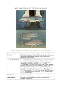 Lake trout [lake char(r)] (Salvelinus namaycush)  lllustration Timothy Knepp, photographer unknown, published by U.S. Fish and Wildlife Service. Common names in English