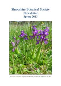 Shropshire Botanical Society Newsletter Spring 2013 Anacamptis morio Green-winged Orchid (Pennerley meadows), by Ruth Dawes May 2012