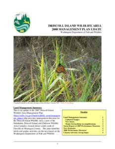 Plantaginaceae / Linaria dalmatica / Driscoll