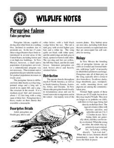 WILDLIFE NOTES Peregrine falcon Falco peregrinus Peregrine falcons, capable of diving after other birds in a rushing blur, declined in numbers due to