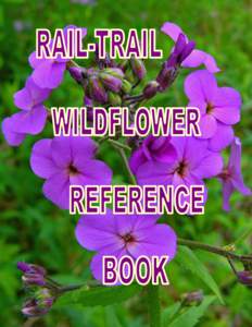 Rail Trail Wild Flowers - Pinks