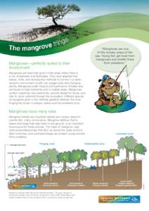 “Mangroves are one of the nursery areas of the sea. Young fish get food from mangroves and shelter there from predators.”