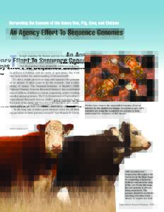 Unraveling the Genome of the Honey Bee, Pig, Cow, and Chicken  An Agency Effort To Sequence Genomes STEPHEN AUSMUS (D007-1)  hough mapping the human genome received a lot of