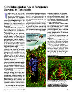 Gene Identified as Key to Sorghum’s Survival in Toxic Soils T  hough many of the world’s acidic