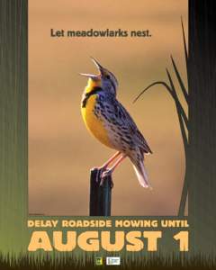 Let meadowlarks nest.  Photo ©BillMARCHEL.com DELAY ROADSIDE MOWING UNTIL