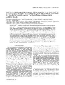 MICROSCOPY RESEARCH AND TECHNIQUE 00:000–[removed]Infection of the Red Palm Weevil (Rhynchophorus ferrugineus)