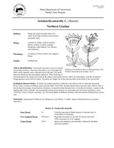 Gentiana / Gentianella / Medicinal plants / Gentiana amarella