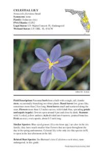 CELESTIAL LILY Nemastylis floridana Small Synonyms: none Family: Iridaceae (iris) FNAI Ranks: G2/S2 Legal Status: US–Mgmt Concern FL–Endangered