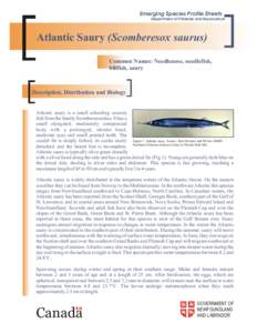 Emerging Species Profile Sheets Department of Fisheries and Aquaculture Atlantic Saury (Scomberesox saurus) Common Names: Needlenose, needlefish, billfish, saury