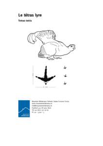 Le tétras lyre Tetrao tetrix Mountain Wilderness Schweiz Suisse Svizzera Svizra www.mountainwilderness.ch [removed]