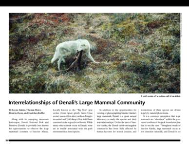 National Park Service photograph by Bruce Dale  A wolf carries off a caribou calf it has killed. Interrelationships of Denali’s Large Mammal Community By Layne Adams, Thomas Meier,