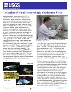 Detection of Viral Hemorrhagic Septicemia Virus Viral hemorrhagic septicemia virus (VHSV) is considered to be one of the most important viral pathogens of finfish and is listed as reportable by many nations and internati