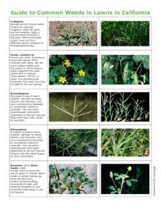 Guide to Common Weeds in Lawns in California Crabgrass Spring/summer annual weed. Control by reducing irrigation; check for leaks and overseeding. Apply a