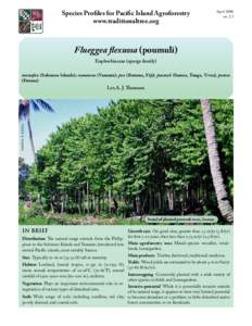 Species Profiles for Pacific Island Agroforestry www.traditionaltree.org April 2006 ver. 2.1