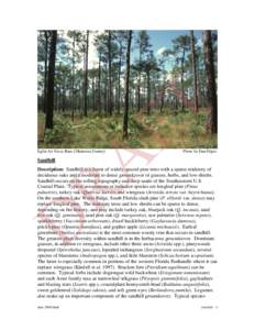 Sandhill - (synonyms:  longleaf pine - turkey oak, longleaf pine - xerophytic oak, longleaf pine - deciduous oak, high pine)