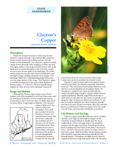 STATE ENDANGERED Clayton’s Copper (Lycaena dorcas claytoni)