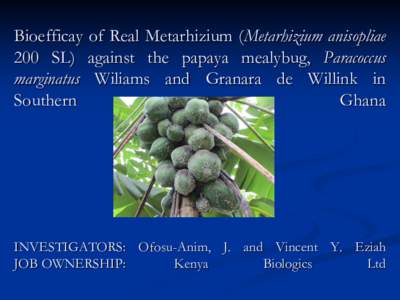 Bioefficay of Real Metarhizium (Metarhizium anisopliae 200 SL) against the papaya mealybug, Paracoccus marginatus Wiliams and Granara de Willink in Southern Ghana