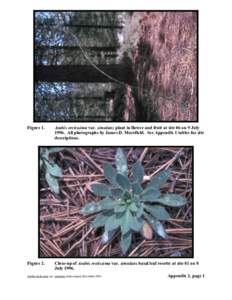 Boechera holboellii / Arabis / Flora of North America / Brassicaceae