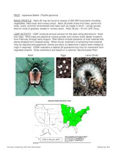 Zoology / Agricultural pest insects / Scarabaeidae / Japanese beetle
