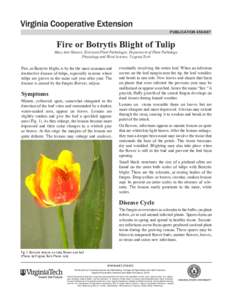 publication[removed]Fire or Botrytis Blight of Tulip Mary Ann Hansen, Extension Plant Pathologist, Department of Plant Pathology, Physiology and Weed Science, Virginia Tech