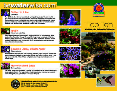 CA Native Top 10 Plants Brchr-FINAL_mcALTS