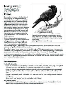 Living with Crows Crows and ravens belong in the Corvid family (which includes jays and magpies) and are considered to be among the most adaptable and intelligent birds. Its coal-black coloring,