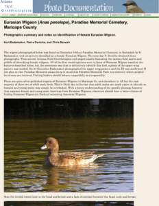 Wigeon / Fauna of Europe / Ornithology / Birding / Chiloe Wigeon / Anas / Ducks / Fauna of Asia