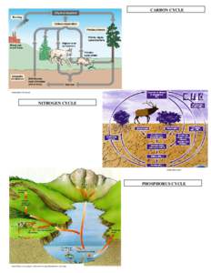 Nitrogen metabolism / Soil biology / Biogeochemical cycle / Biogeography / Metabolism / Nitrogen cycle / Phosphorus cycle / Nitrogen / Carbon cycle / Biology / Chemistry / Ecology