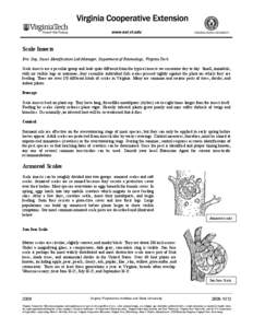 Scale Insects Eric Day, Insect Identification Lab Manager, Department of Entomology, Virginia Tech Scale insects are a peculiar group and look quite different from the typical insects we encounter day to day. Small, immo