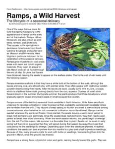 From PopSci.com - http://www.popsci.com/diy/article[removed]ramps-wild-harvest  Ramps, a Wild Harvest The lifecycle of a seasonal delicacy  By Aki Kamozawa and H. Alexander Talbot Posted[removed]at 11:42 am