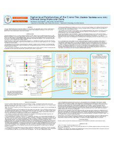 Limoniidae / Crane fly / Cylindrotomidae / Ctenophorinae / Pediciidae / Ptychopteridae / Tipula / Tipulomorpha / Ulinae / Nematocera / Tipulidae / Tipuloidea