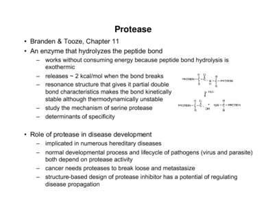Microsoft PowerPoint - Protease